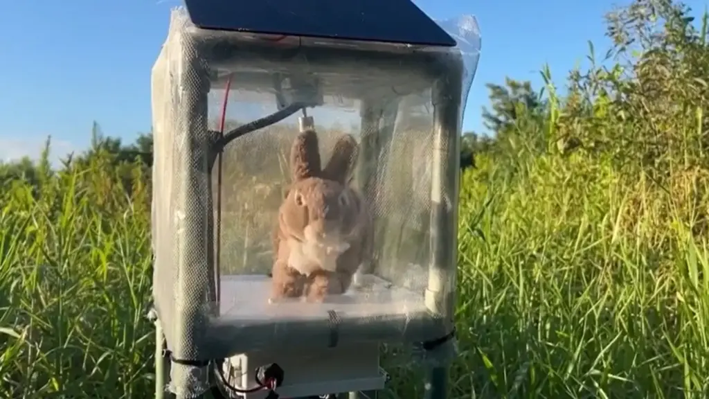A Flórida começa a espalhar coelhos robôs com calor, cheiro e movimentos naturais pelos Everglades para “caçar” pítons de até 5 metros escondidas no pântano e ajudar a combater a espécie