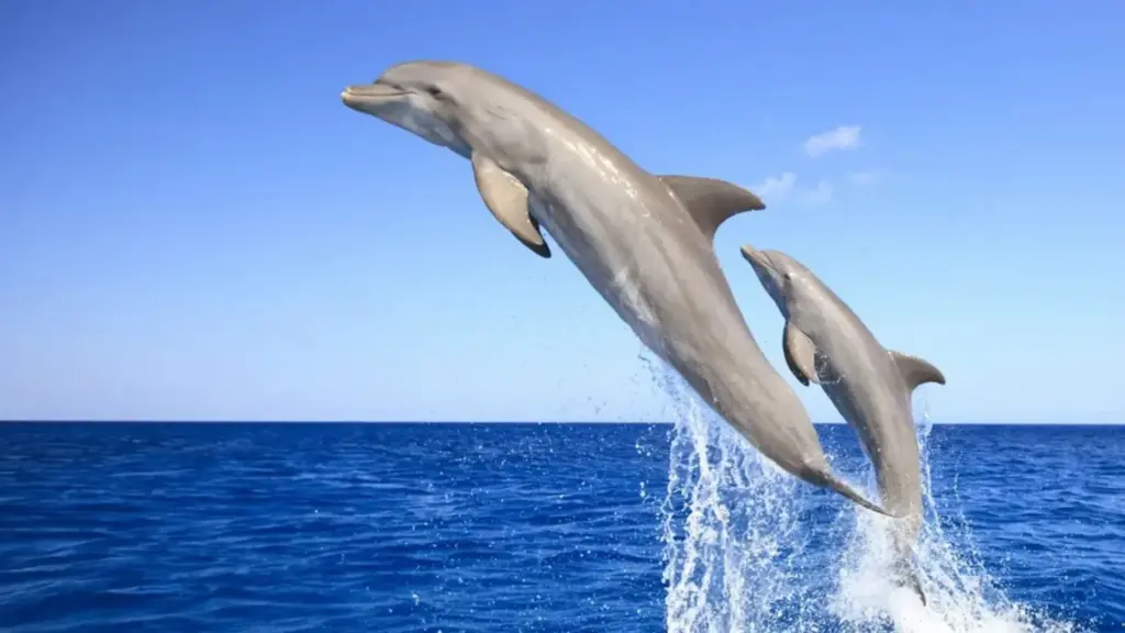 Capturada por uma rede de pesca e vendida a um aquário, a golfinha escapou sozinha do cativeiro, reencontrou a própria família no mar da Coreia e anos depois foi vista nadando com um filhote