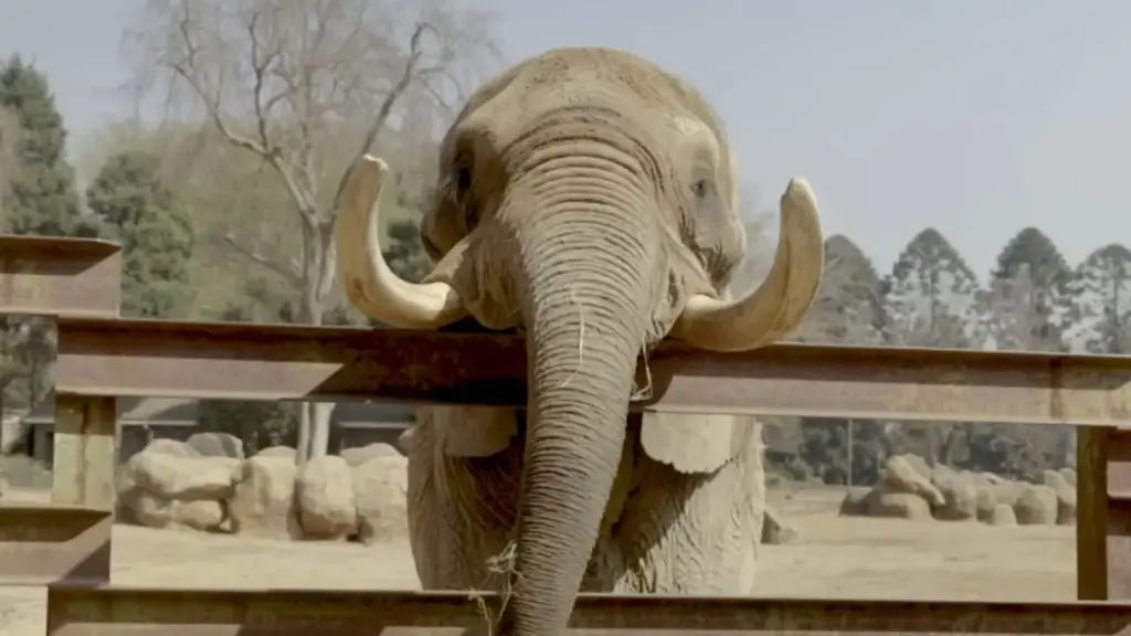 Capturado ainda filhote no Zimbábue, elefante Charley passou 16 anos se apresentando em circo e outros 23 anos em zoológico, até ser transportado aos 42 anos para uma reserva de quase 10 mil hectares na África do Sul, onde iniciou uma nova vida fora do cativeiro