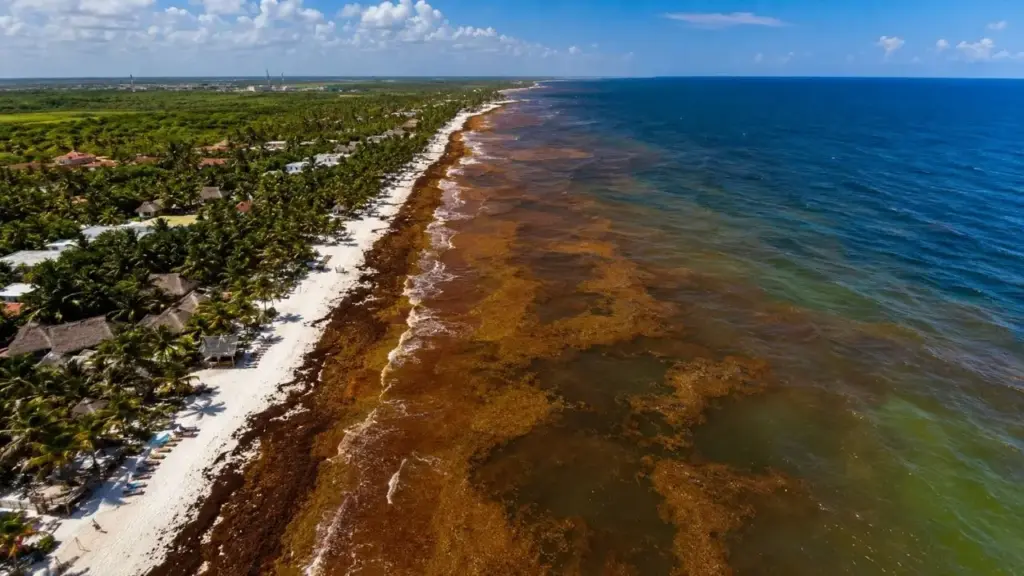 Caribe e México enfrentam 27 milhões de toneladas de sargaço no Atlântico em julho, enquanto praias ficam cobertas por algas em decomposição, vendas caem até 30% em áreas turísticas e governo mexicano anuncia US$ 115 milhões para combater uma invasão que pode despejar 9 mil toneladas por dia no litoral