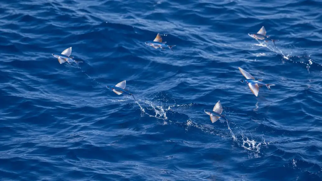 Por décadas parecia história de marinheiro, até cientistas fotografarem lulas ‘voadoras’ no Pacífico: cardume com cerca de 100 animais dispara para fora do oceano, usa propulsão a jato e percorre até 30 metros pelo ar Por décadas parecia história de marinheiro, até cientistas fotografarem lulas ‘voadoras’ no Pacífico: cardume com cerca de 100 animais dispara para fora do oceano, usa propulsão a jato e percorre até 30 metros pelo ar