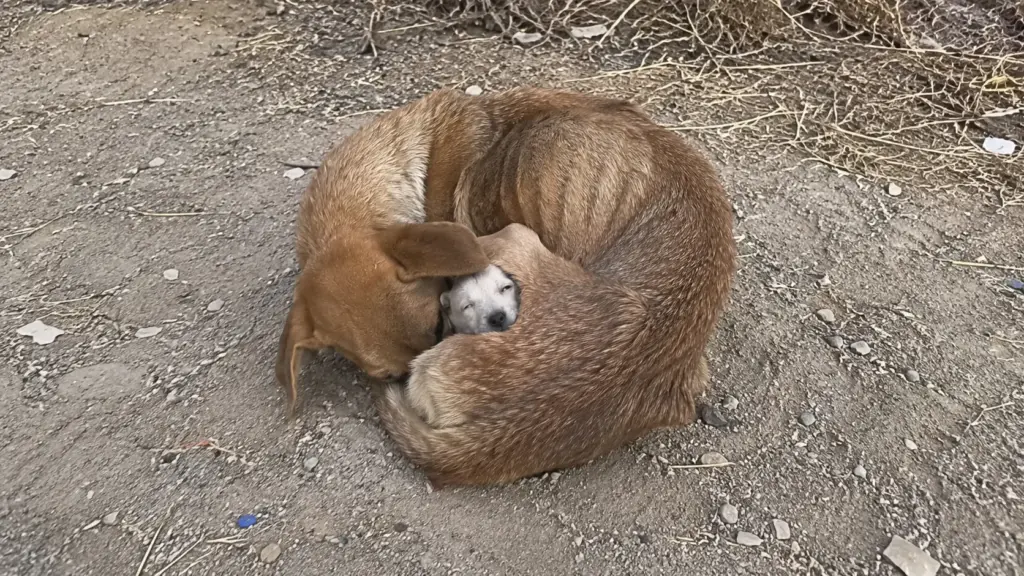 Cadela desnutrida se enrola sobre o único filhote durante frio extremo no Texas, usa o próprio corpo como proteção e permanece ao lado dele até o resgate