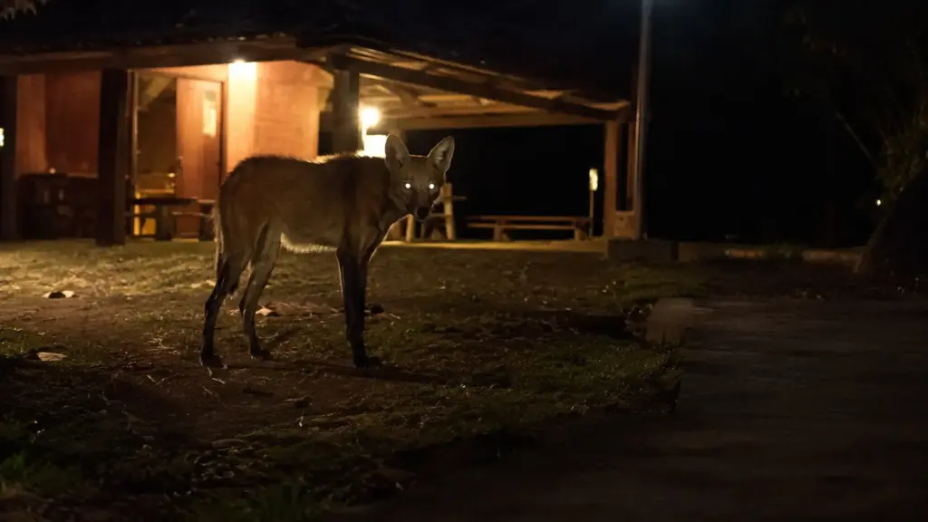 Mulher sai do quarto apenas para buscar Wi-Fi no Pantanal, encontra loba-guará a poucos metros e vive encontro silencioso que termina quando animal retorna à mata