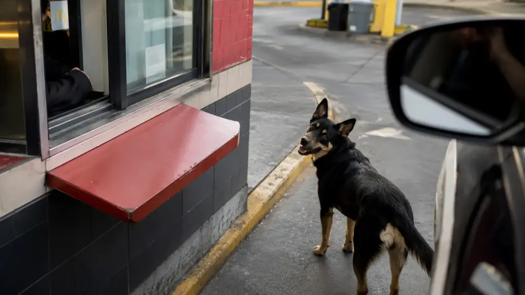 Após quase dois anos nas ruas, cachorro aprende sozinho a usar drive-thru do McDonald’s, segue carros para conseguir comida, é resgatado com ovos e agora procura uma família