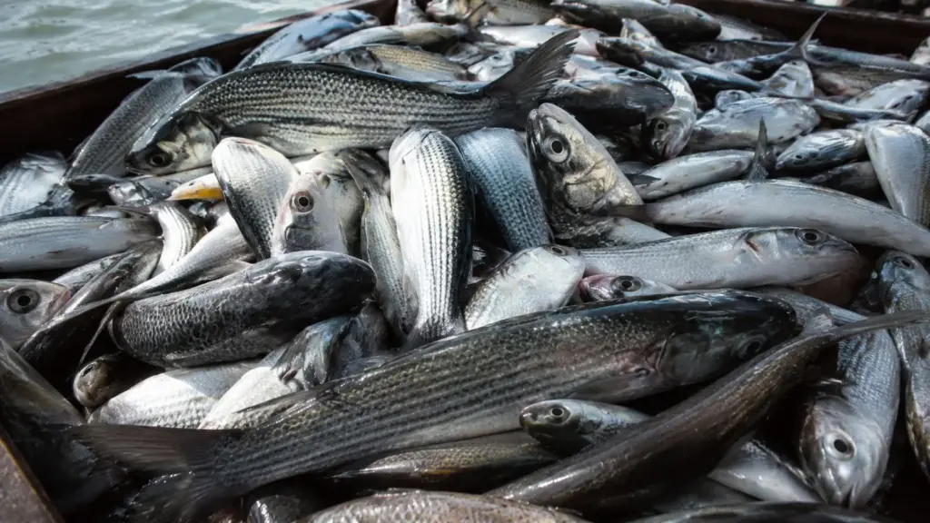 Peixes carregam uma ‘impressão digital química’ no músculo, e estudo da Embrapa consegue diferenciar tainhas de três regiões do Brasil e revelar de onde elas vieram