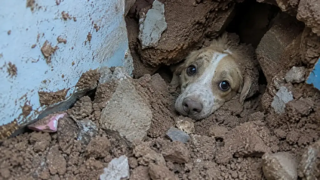 Cão fica quase 20 horas soterrado após muro desabar em temporal, mas latidos sob os escombros ajudam bombeiros a encontrar Duque vivo em Santa Catarina Cão fica quase 20 horas soterrado após muro desabar em temporal, mas latidos sob os escombros ajudam bombeiros a encontrar Duque vivo em Santa Catarina