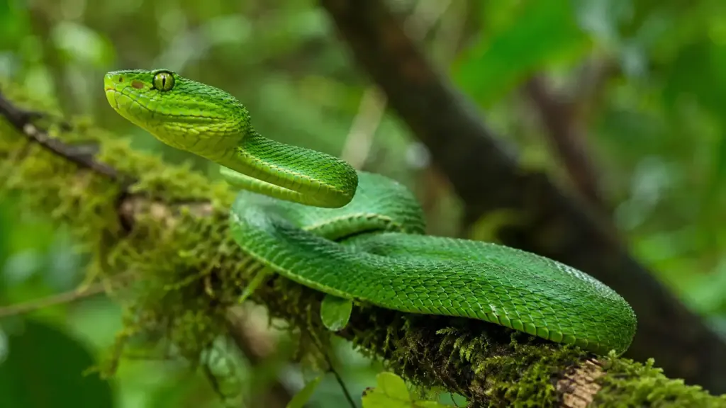Jararaca-verde da Amazônia vive no alto das árvores, desaparece entre as folhas, caça no escuro com sensores de calor e possui veneno potente