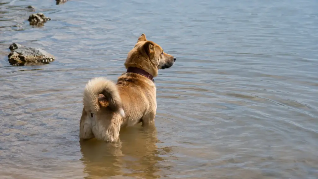 Microchip do tamanho de um grão de arroz já é obrigatório para cachorros em algumas cidades brasileiras, não funciona como GPS, guarda um código único sob a pele e pode ajudar a identificar o pet perdido até anos depois