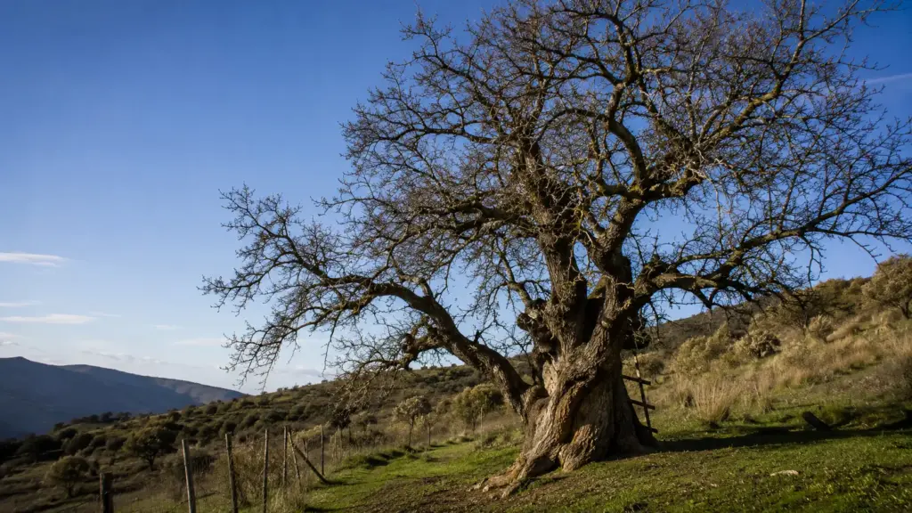 Amendoeira gigante de 500 anos na Sicília impressiona com copa de 15 metros, tronco de 5,20 metros e antiga escada incorporada pela madeira ao longo de cinco séculos