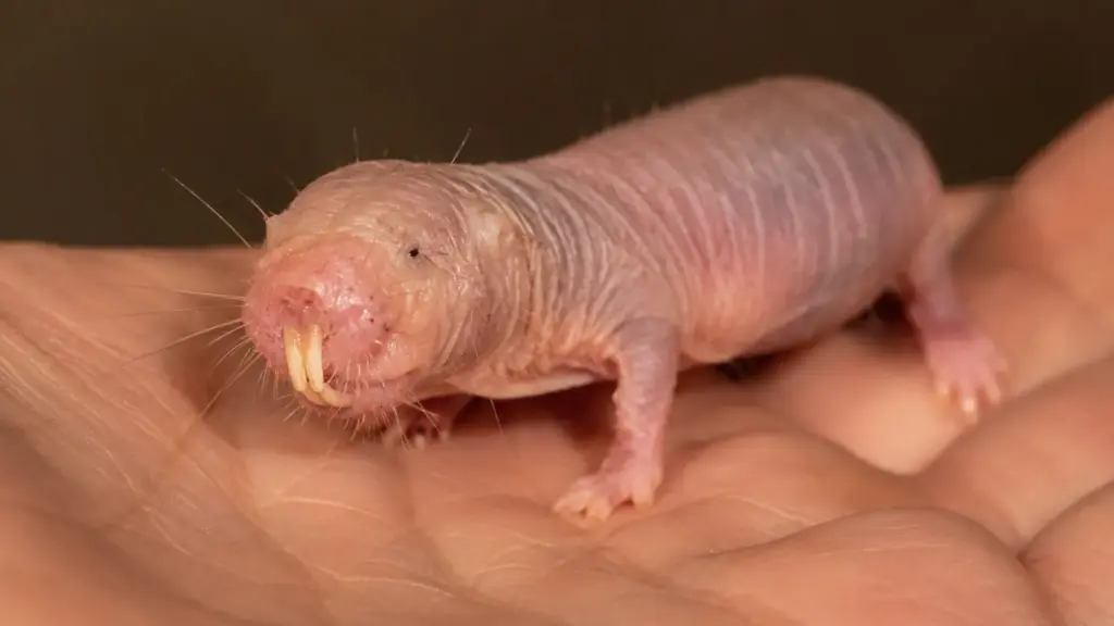 Ele parece apenas um roedor estranho que vive debaixo da terra, mas pode chegar aos 40 anos e cientistas descobriram que uma proteína chamada cGAS ajuda seu DNA a se reparar de um jeito que intriga quem estuda envelhecimento e longevidade