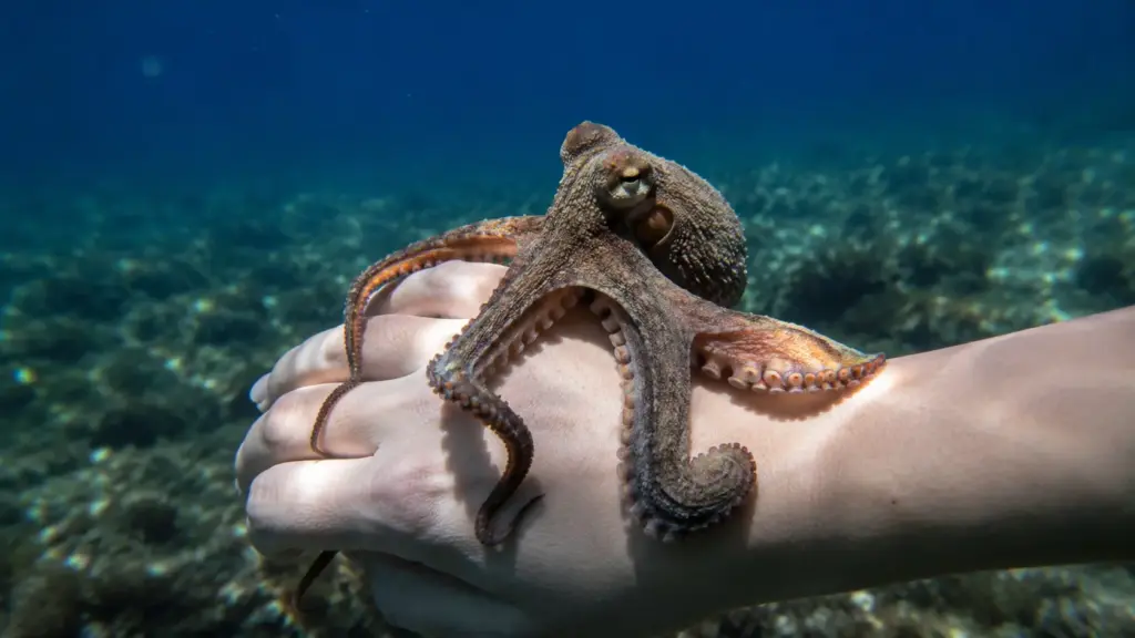 Itália libera até 150 mil pequenos polvos no Adriático para enfrentar caranguejo-azul invasor que devora moluscos, derruba produção e causa prejuízos milionários