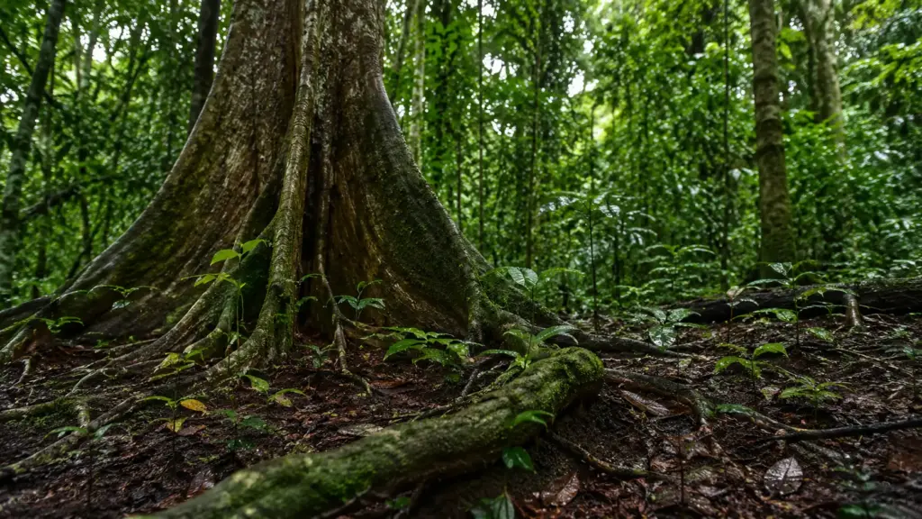 Plantas “inteligentes” sabem quando ativar e desligar seu próprio fertilizante, controlam o nitrogênio do solo e podem explicar como florestas tropicais evoluem, crescem mais rápido e ampliam a captura de carbono após incêndios e outras perturbações naturais