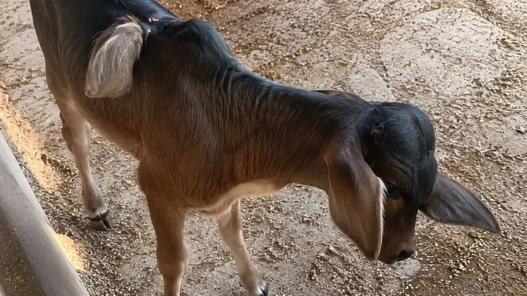 Bezerro nasce com três orelhas em Minas Gerais, tem uma delas nas costas e veterinário explica rara má-formação surgida ainda no início da gestação