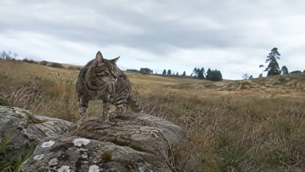 Gato que virou desafio para conservacionistas na Nova Zelândia matou dezenas de aves raras, escapou de armadilhas por três anos e só foi capturado após estratégia com câmeras, gaiolas e iscas