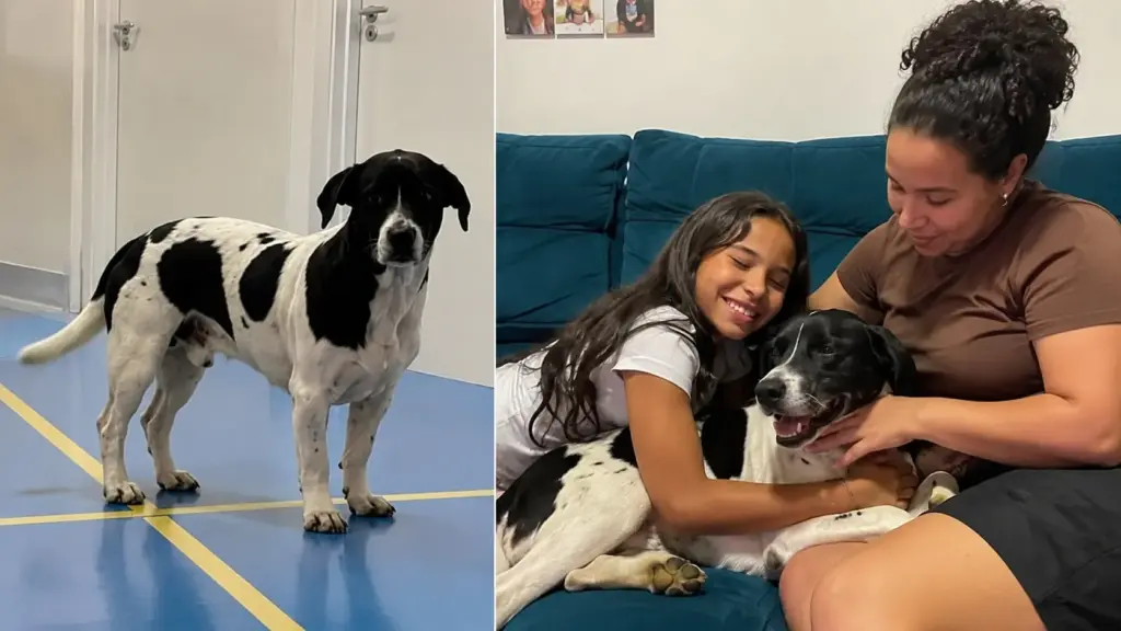 Cachorro passa quase duas semanas na porta de uma UPA de Goiânia após perder o tutor, conquista pacientes e funcionários, ganha o apelido de Dipirona e termina a história no sofá de uma nova família
