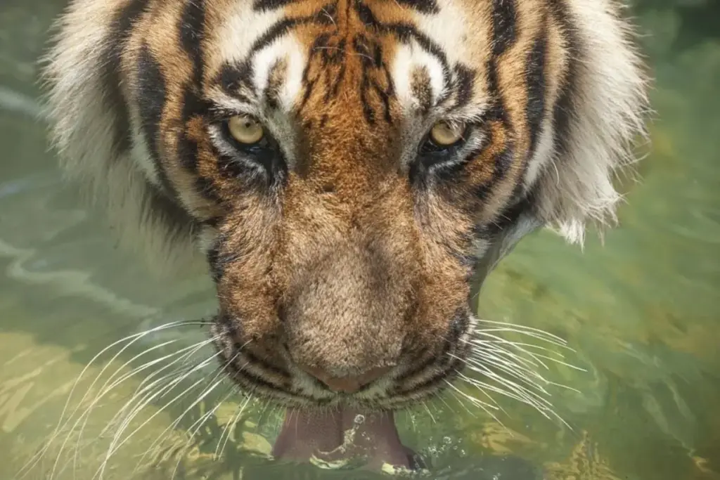 Comprado com 6 meses para atrair clientes, o tigre Tony viveu 17 anos numa jaula ao lado das bombas de um posto de caminhoneiros na Louisiana, resistiu a leis feitas para libertá-lo e morreu no mesmo posto, sem nunca conhecer um santuário