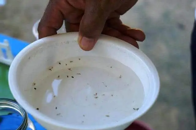 90% dos criadouros de Aedes aegypti estão dentro de casa, em Rio Branco 90% dos criadouros de Aedes aegypti estão dentro de casa, em Rio Branco