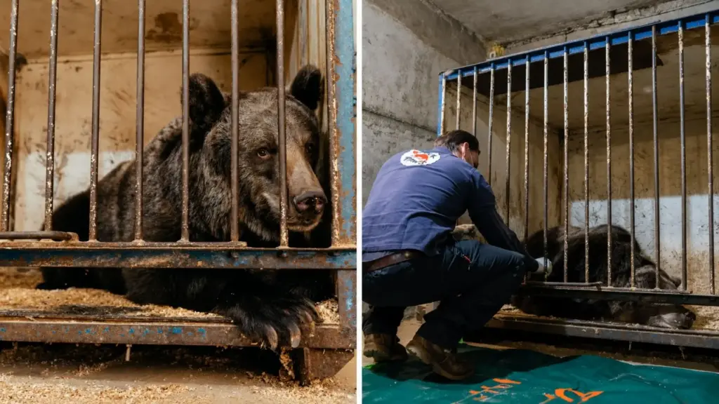 Depois de mais de 10 anos em circos e meses confinada em uma garagem durante a pandemia, ursa Jambolina é resgatada aos 11 anos, cruza Polônia, Alemanha e Áustria em viagem de quatro dias e termina a jornada em um santuário de ursos nos Alpes suíços
