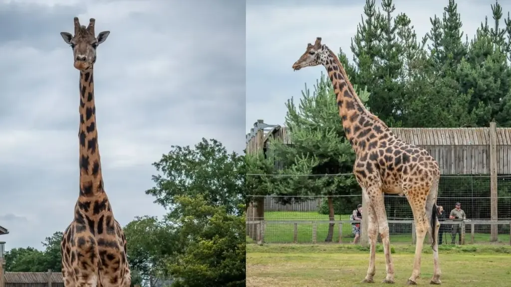 Depois de passar 11 anos em um zoológico, girafa Rothschild de 15 anos percorreu 120 km em um caminhão único no mundo, com teto que sobe até 6 metros e plataforma hidráulica que desce a 30 cm do chão, saiu calmamente do veículo e começou uma nova vida no Yorkshire Wildlife Park Depois de passar 11 anos em um zoológico, girafa Rothschild de 15 anos percorreu 120 km em um caminhão único no mundo, com teto que sobe até 6 metros e plataforma hidráulica que desce a 30 cm do chão, saiu calmamente do veículo e começou uma nova vida no Yorkshire Wildlife Park