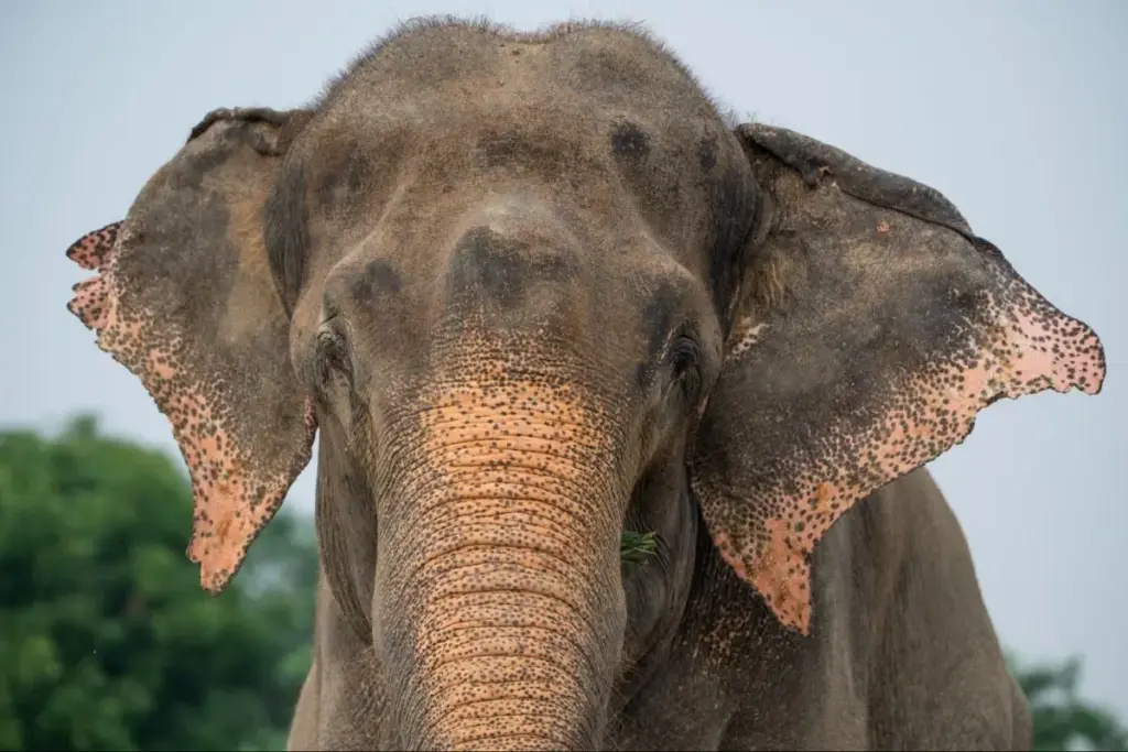 Depois de passar 50 anos acorrentado 24 horas por dia e espancado como animal de carga na Índia, elefante Raju chorou ao ser solto por uma equipe de 10 veterinários, 20 agentes florestais e dois policiais e foi levado a um centro de conservação de elefantes em Mathura