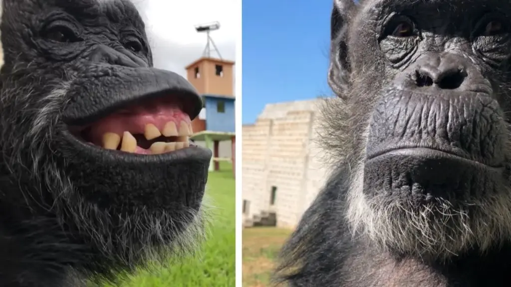 Depois de passar cerca de 20 anos em recinto de cimento no Zoológico de Mendoza e ficar sozinha após a morte de seus companheiros, chimpanzé Cecilia recebeu habeas corpus, foi reconhecida pela Justiça argentina como pessoa não humana e ganhou o direito de viver em um santuário de Sorocaba, no Brasil