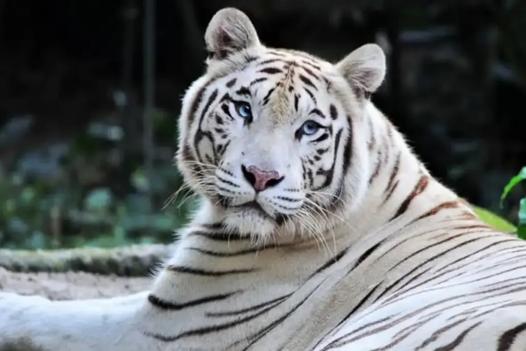 Depois de uma vida de picadeiro, Sona, o último tigre de circo de Portugal, foi entregue a um santuário espanhol e fechou para sempre a era dos tigres de circo no país
