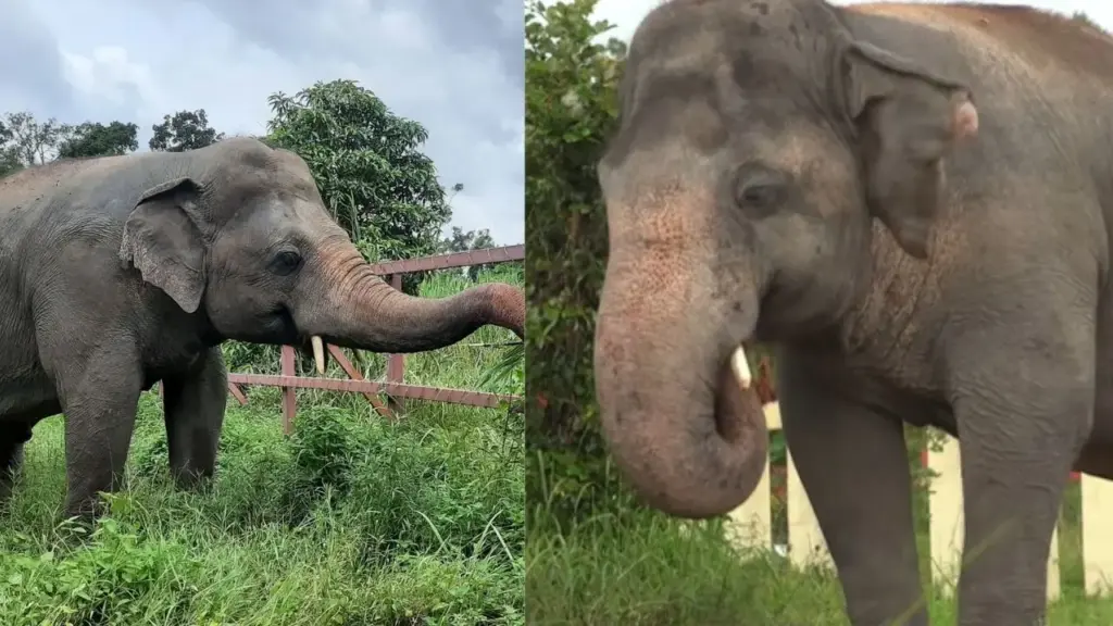 Depois de viver 8 anos sozinho em um zoológico marcado por mortes e desaparecimentos de animais, elefante Kaavan, de mais de 5 toneladas, aprendeu a confiar novamente com a ajuda de um veterinário que cantava Frank Sinatra e foi preparado para seguir a um santuário no Camboja