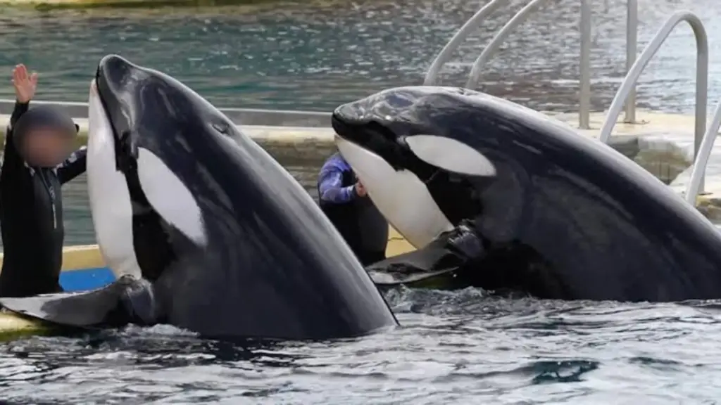 Depois que a lei proibiu shows com cetáceos e o parque fechou, as orcas Wikie e Keijo, mãe e filho que nunca viram o mar, esperam num tanque tomado por algas enquanto a França decide o destino das últimas orcas em cativeiro do país