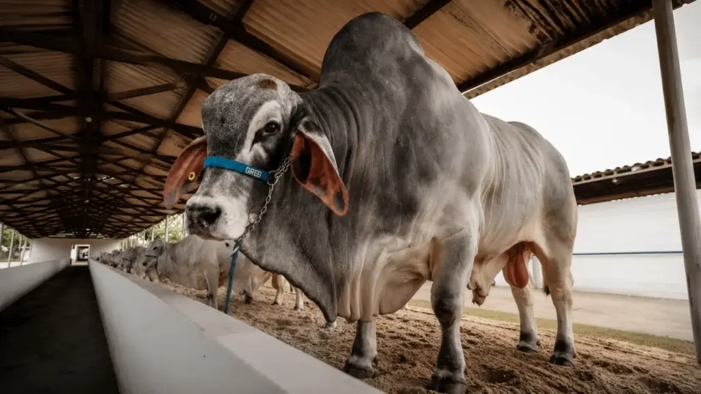 Com mais de 1.000 kg de peso e consumo diário de cerca de 20 kg de silagem, touro brasileiro impressiona visitantes no Rio de Janeiro e se destaca no meio de 130 animais reunidos em uma das principais vitrines da raça