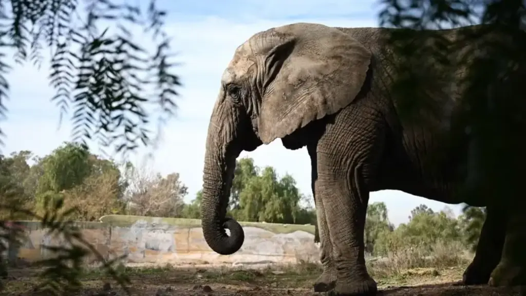 Depois de passar 40 anos sozinha no antigo zoológico de Mendoza, a elefanta Kenya chegou ao santuário brasileiro em Mato Grosso aos 44 anos; até então, era a última elefanta mantida em cativeiro na Argentina.