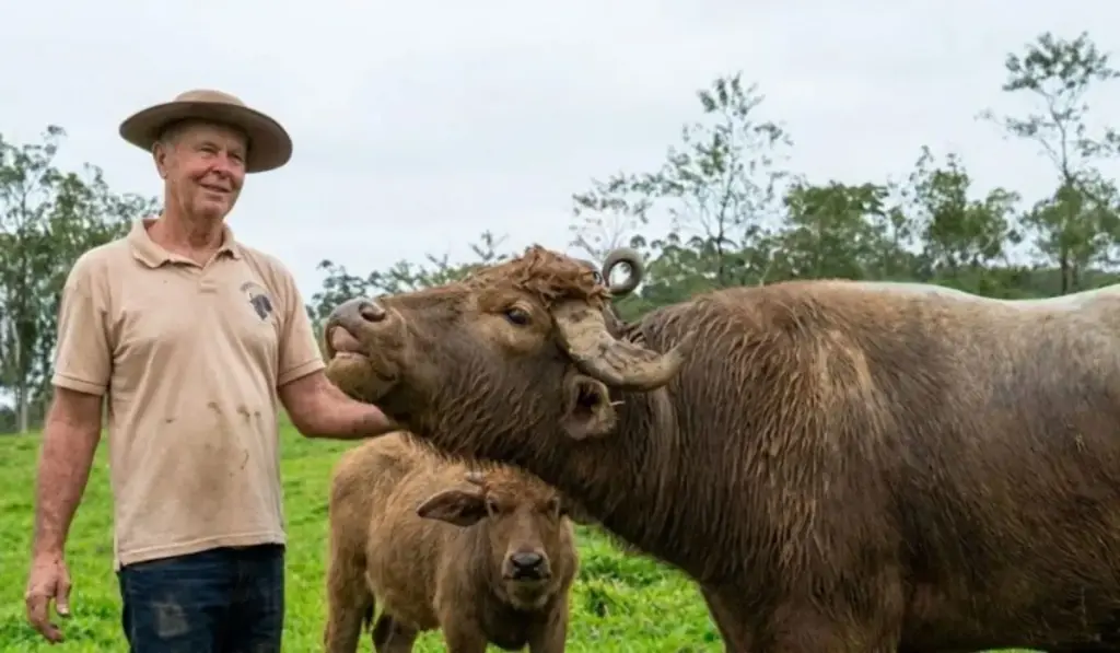 Há quase 40 anos, homem encontrou filhotes órfãos de um dos maiores mamíferos do mundo em um frigorífico de Santa Catarina, resolveu levá-los para casa e não imaginava que aquela adoção daria origem a um rebanho de até 40 búfalos, viraria paixão de família e seria passada de pai para filhas