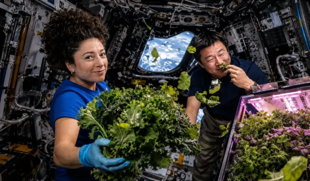 A quase 400 km da Terra, astronautas passam um mês cultivando verduras em gravidade zero dentro da Estação Espacial, colhem couve e mostarda-wasabi que cresceram de forma incomum e comem a própria produção enquanto uma das folhas provoca reação emocionante: “tem cheiro de Terra”