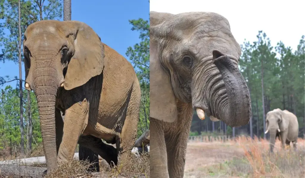 Depois de ficar órfã aos 2 anos e passar 18 anos entretendo multidões em um circo que levava seu próprio nome, elefanta Flora deixa definitivamente o picadeiro, atravessa uma longa transição por zoológico e encontra refúgio em 1.238 hectares de natureza onde passa a viver ao lado de outras elefantas