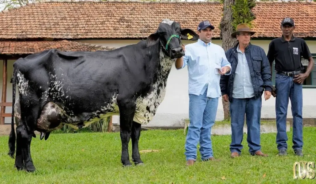 Vaca brasileira entra em torneio leiteiro no interior de São Paulo, produz impressionantes 123,6 litros em apenas 24 horas e derruba recorde mundial que resistia havia 39 anos, colocando o Brasil no Guinness com a maior produção diária por ordenha mecânica