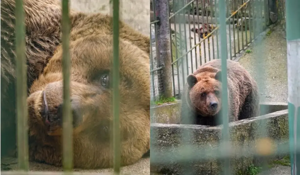 Depois de passar mais de 30 anos preso no concreto para atrair clientes de um restaurante, urso Felix chega aos 34 com patas rígidas e visão comprometida, enfrenta viagem de 8 horas até um santuário na Áustria e finalmente sente terra sob as patas pela primeira vez na vida
