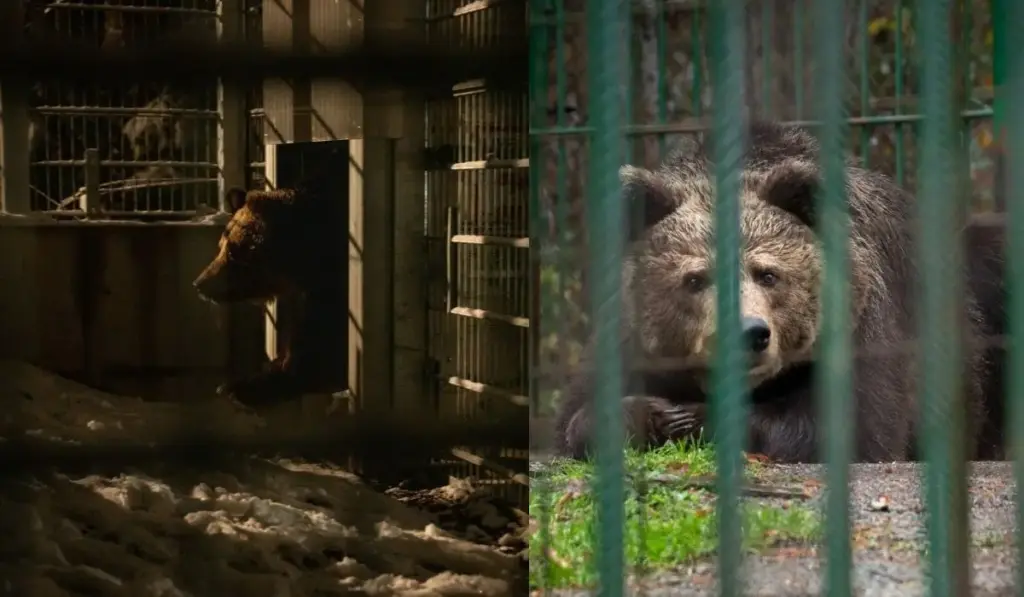 Depois de passar os primeiros 23 anos da vida presa ao lado de um restaurante, ursa Mici é retirada do concreto com dentes quebrados, enfrenta viagem de 7 horas até um santuário na Áustria e finalmente troca uma vida inteira de confinamento por árvores, arbustos e um lago para explorar