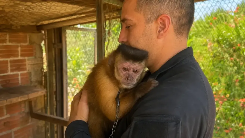 Macaca passa 31 anos acorrentada pelo pescoço dentro de uma gaiola no Paraná desde 1994, até denúncia levar polícia ao local, encerrar o cativeiro e abrir caminho para reabilitação e uma nova vida em santuário