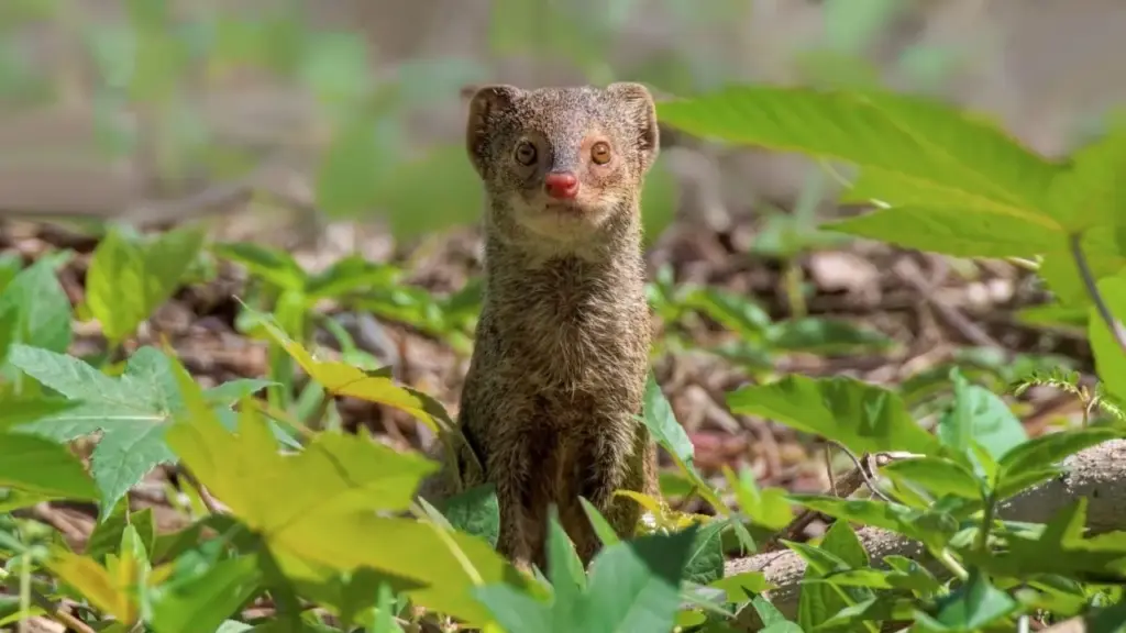 Uma ilha do Caribe introduziu mangostas para combater ratos nos campos de açúcar, 150 anos depois, elas se tornaram o principal foco de raiva entre os animais terrestres Uma ilha do Caribe introduziu mangostas para combater ratos nos campos de açúcar, 150 anos depois, elas se tornaram o principal foco de raiva entre os animais terrestres
