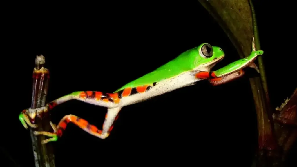 Vírus altamente letal atinge reserva da Mata Atlântica em Santa Catarina, mata centenas de girinos em surtos sucessivos e derruba em 83% a reprodução de perereca endêmica do Brasil