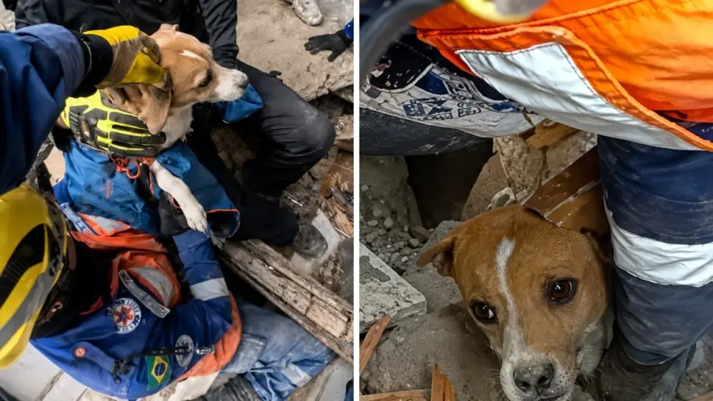 Após terremoto de magnitude 7,4, cinco brasileiros passam cerca de 11 horas removendo escombros e conseguem resgatar cachorra soterrada havia mais de 100 horas