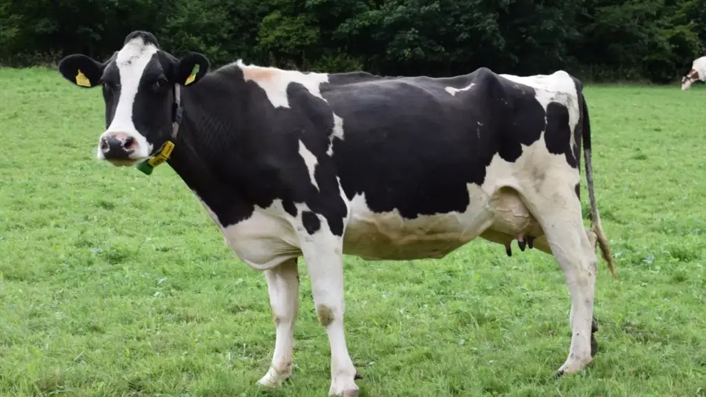 Ordenhador trabalha há 20 anos com gado, encontra vaca com cinco mamilos no úbere, liga equipamento de ordenha e descobre que o quinto também produz leite normalmente Ordenhador trabalha há 20 anos com gado, encontra vaca com cinco mamilos no úbere, liga equipamento de ordenha e descobre que o quinto também produz leite normalmente
