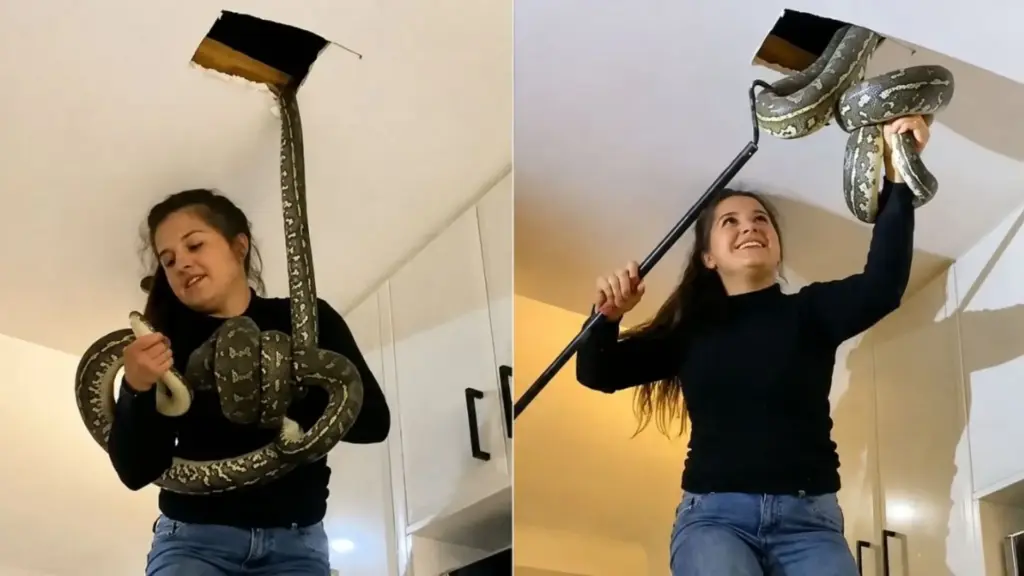 Duas pítons estavam escondidas dentro do teto de uma casa sem que ninguém soubesse, e o que impressiona é a frieza da especialista que subiu no balcão e arrancou as cobras uma a uma, sem levar um arranhão Duas pítons estavam escondidas dentro do teto de uma casa sem que ninguém soubesse, e o que impressiona é a frieza da especialista que subiu no balcão e arrancou as cobras uma a uma, sem levar um arranhão