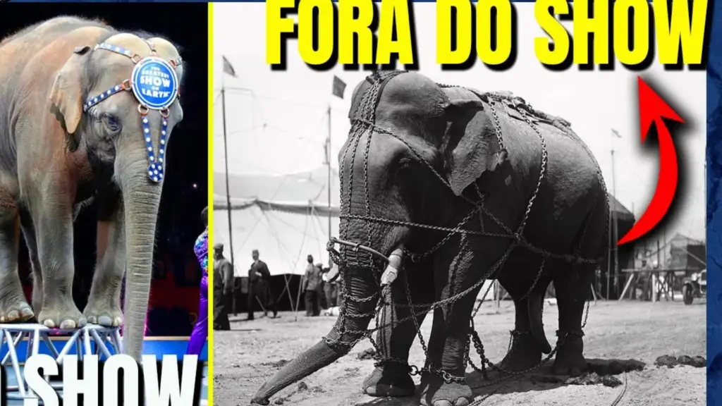 Depois de passar mais de 40 anos em circos e outros 10 em zoológicos brasileiros, elefanta Bambi chegou ao santuário de Mato Grosso cerca de 680 kg abaixo do peso e passou a viver em grandes áreas abertas.