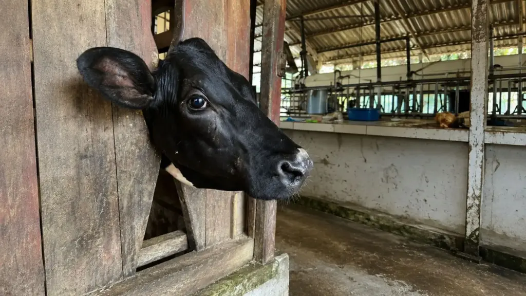 Embrapa identifica nova bactéria em bovinos com “mal do olho” no Rio Grande do Sul, batiza espécie de Moraxella tarda após oito anos de pesquisa e revela genoma de 1,8 milhão de bases, descoberta que pode ajudar no desenvolvimento de diagnósticos rápidos e vacinas mais abrangentes contra a doença