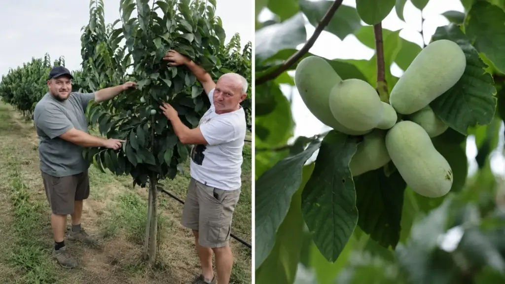 Família começa com apenas duas mudas de banana-da-índia, enfrenta desconfiança e perdas na lavoura, espera cerca de cinco anos pelos primeiros frutos e transforma a aposta em 860 árvores, marca própria, pedidos antes da colheita e vendas a € 7,80 o quilo, quase R$ 50