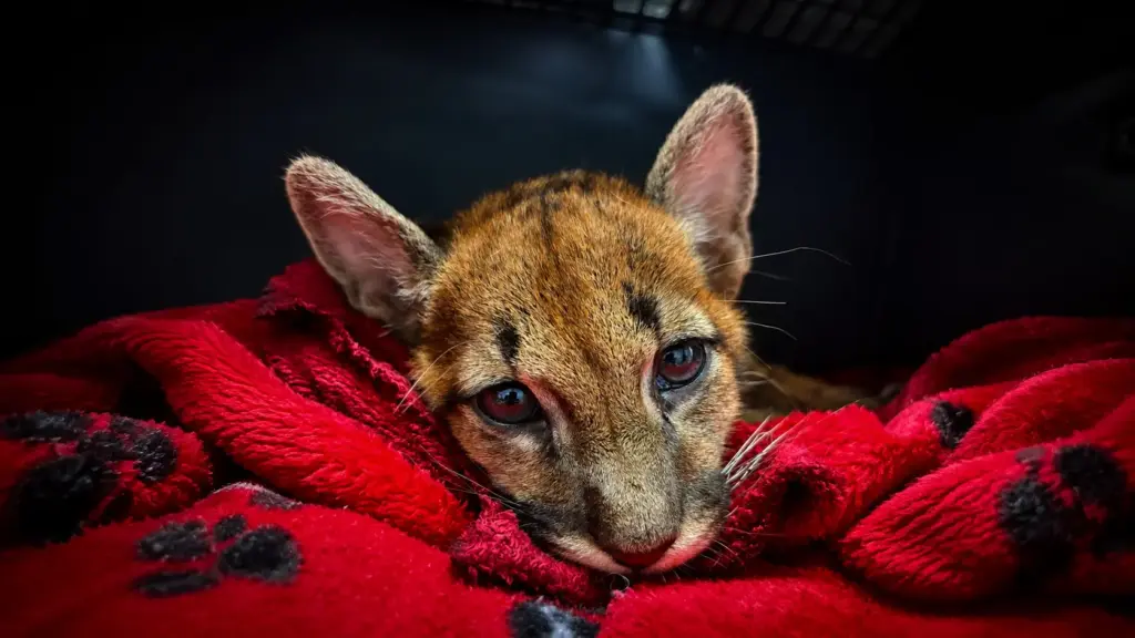 Filhote de onça-parda de 6 kg é encontrada desnutrida perto de posto no Paraná, passa por exames e segue para reabilitação antes de voltar à natureza após resgate noturno