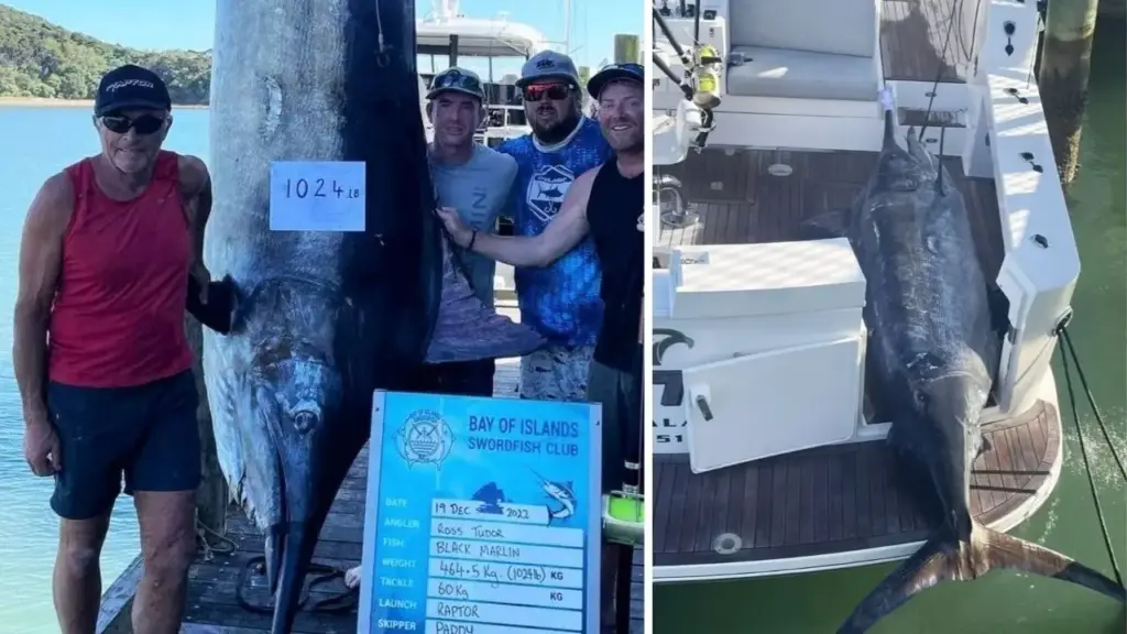 Homem passa mais de 10 horas lutando contra um marlim-negro de quase meia tonelada na Nova Zelândia, chega a querer desistir depois de sete horas e finalmente captura o peixe de 464,5 quilos, tão grande que precisou ser cortado ao meio para caber em um reboque