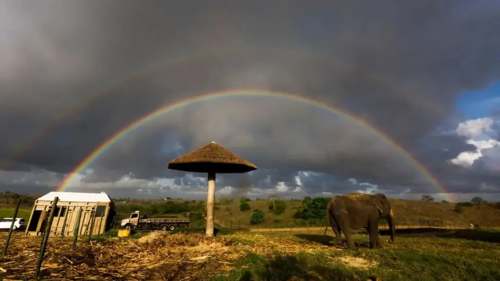 Depois de passar cerca de 40 anos em circos e outros 7 em zoológico de hotel-fazenda brasileiro, elefanta Rana chegou ao santuário de Mato Grosso com lesão antiga na pata e passou a viver em 29 hectares de áreas abertas