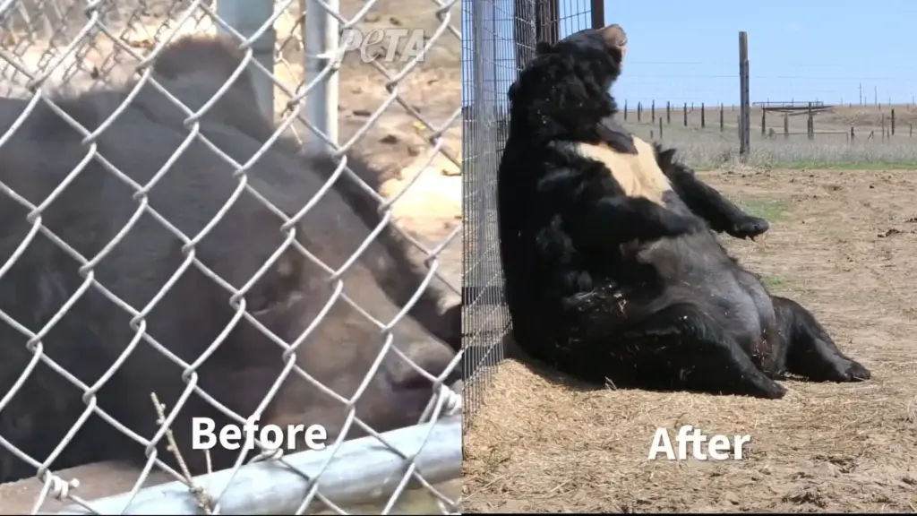 Urso mantido sozinho em gaiola na Pensilvânia passa 10 anos sem espaço adequado, fica com obesidade mórbida, doença dentária e balança o corpo repetidamente, até ser levado para um santuário no Colorado, onde emagrece, para de se balançar e finalmente começa a conviver com outros ursos e a brincar na água