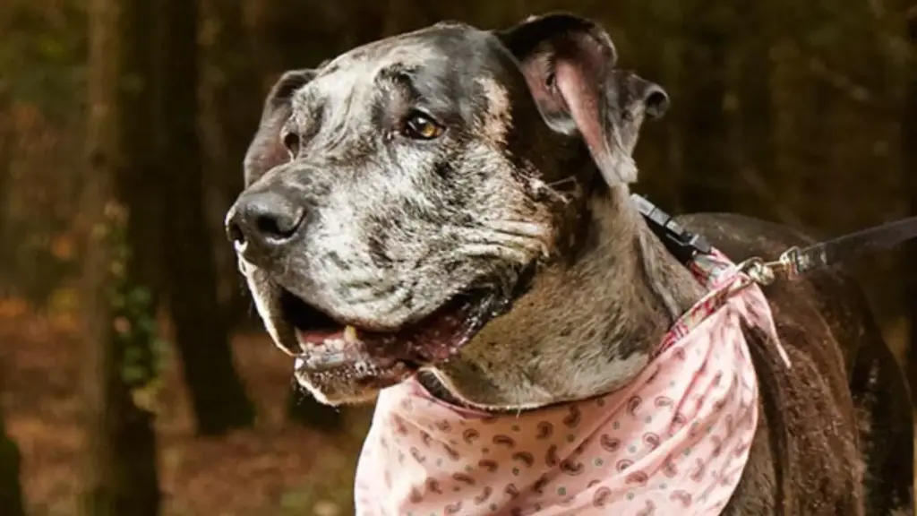 Com quase 1 metro de altura e mais de 90 kg, Morgan é a cadela mais alta já registrada do mundo, devorava 9 xícaras de alimento por dia, consumia cerca de 270 por mês e cresceu tanto que superou a antiga recordista em 3,22 cm Com quase 1 metro de altura e mais de 90 kg, Morgan é a cadela mais alta já registrada do mundo, devorava 9 xícaras de alimento por dia, consumia cerca de 270 por mês e cresceu tanto que superou a antiga recordista em 3,22 cm